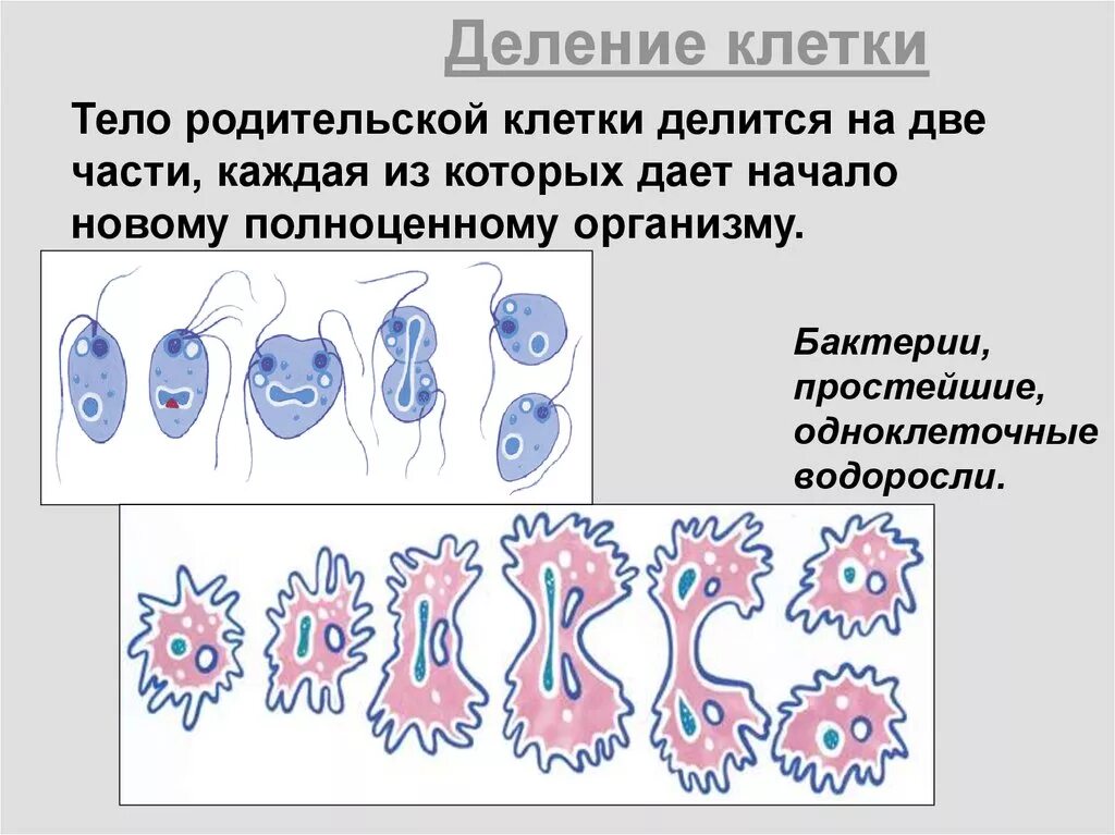 Размножение делением клетки. Клетка делится. Деление клетки делится на две части. Деление клетки на двое. Деление родительской клетки