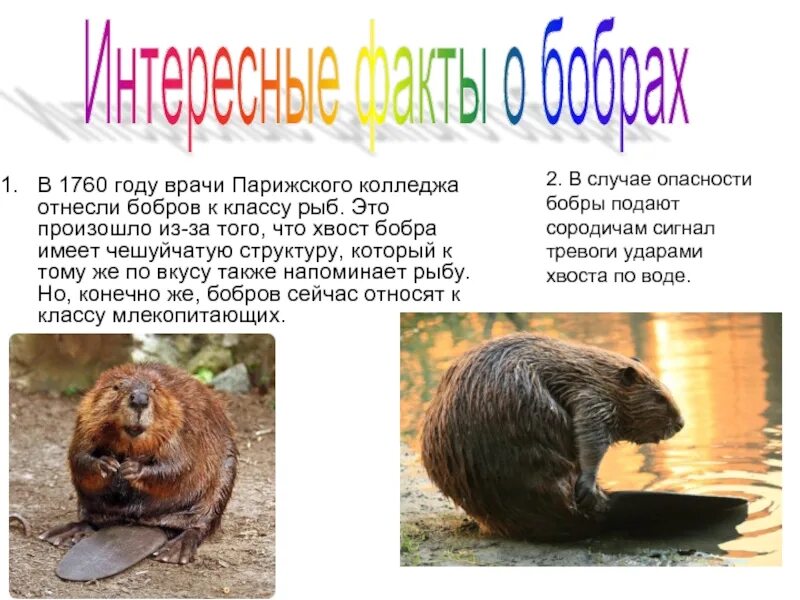 Бобр сообщение 4 класс. Бобер презентация. презентация про бобра. бобры презентация. бобры доклад.