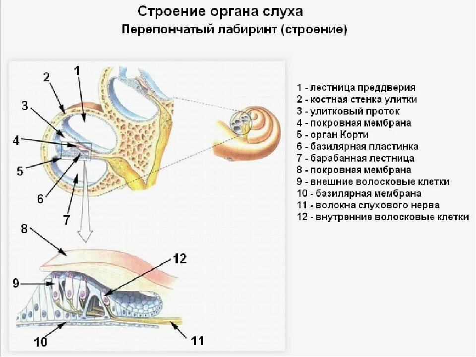 Части анализатора биология. Орган слуха строение улитки. Улитка анатомия орган слуха. Функция улитки слухового анализатора. Строение улитки анатомия орган слуха.