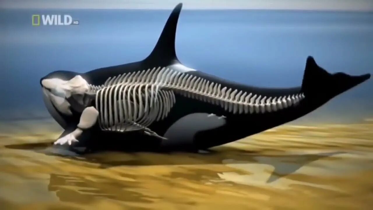 Касатки документальный. Скелет кита касатки.