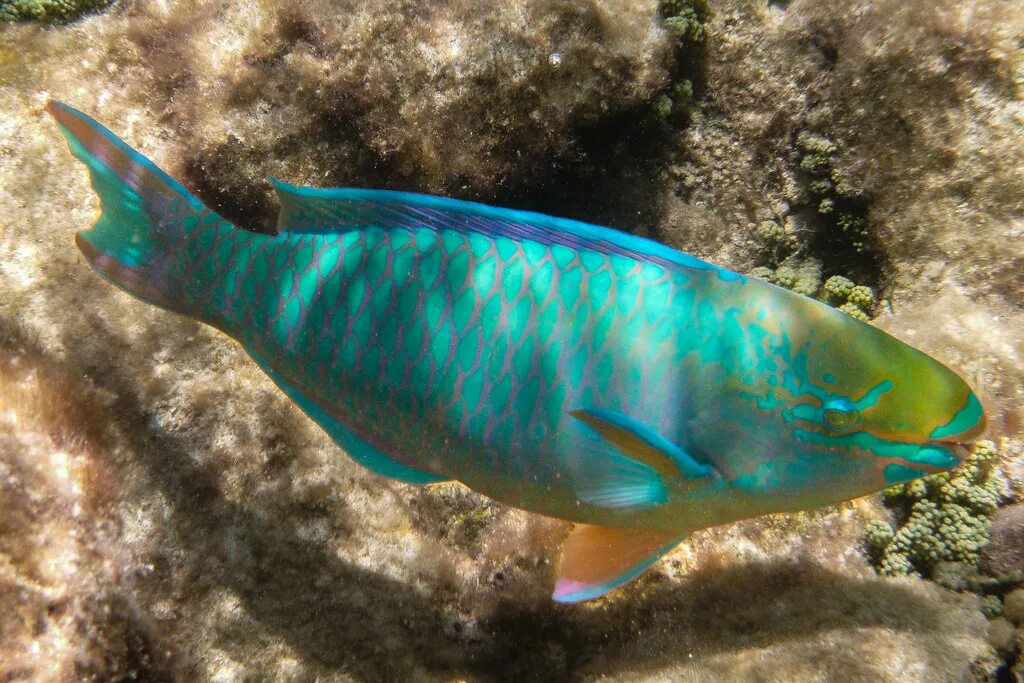 Polaris parrotfish. Queen parrotfish. parrotfish poop sand. scarus coelestinus 2025. parrotfish poop.