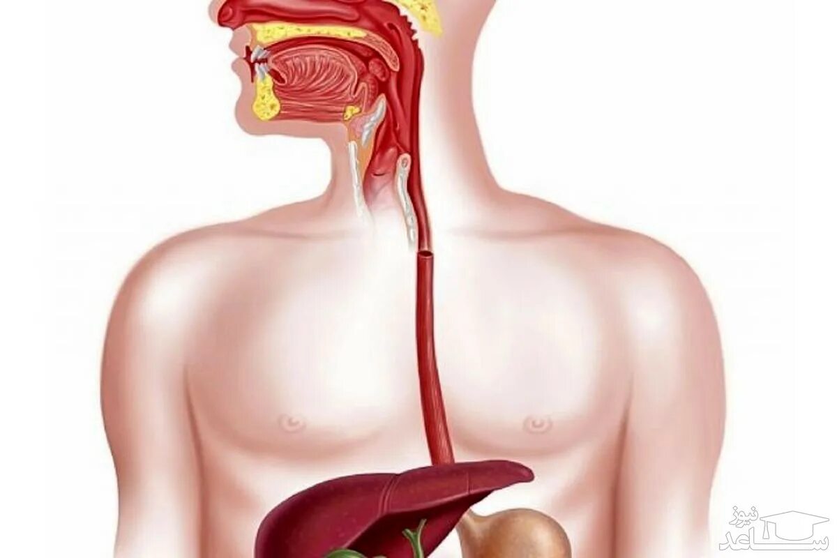 Пищевод картинка. Пищевод анатомия человека.