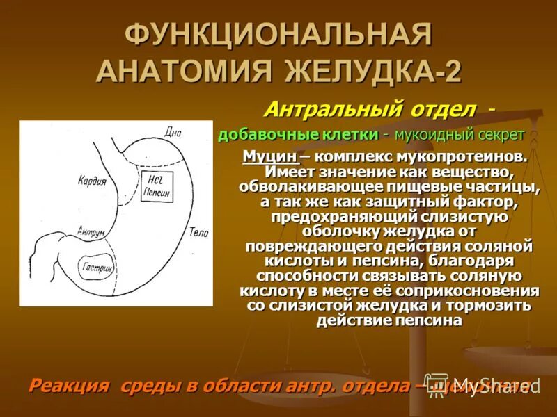 образование антрального отдела желудка.