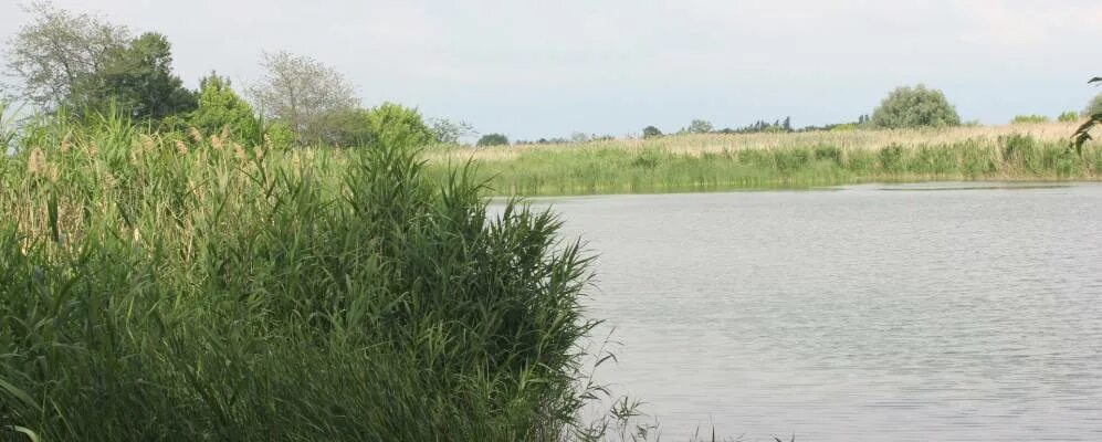 Село пятихатка крым. Село Заречное Красногвардейский район Республика Крым. Села Красногвардейского района Республики Крым. Озеро в Красногвардейском районе Крым. Ставок Пятихатка Красногвардейский.