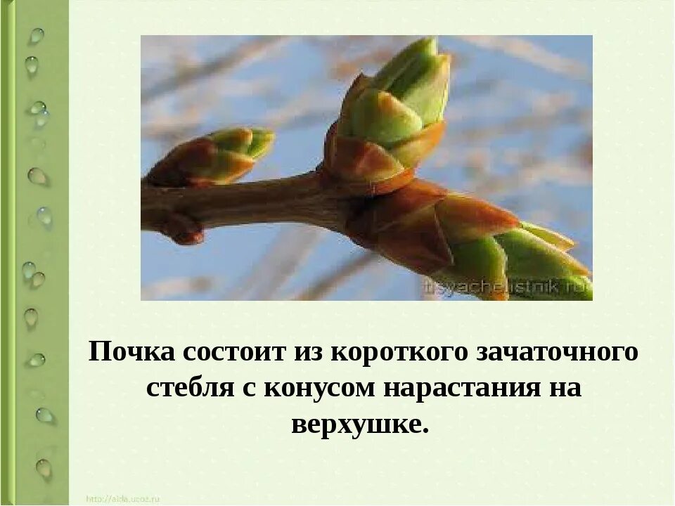 Конус нарастания состоит из. Конус нарастания почти состоит из. закрытые и открытые почечные чешуи. почечные чешуи это измененные листья. презентация по почкам на ветках для школы.
