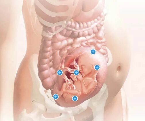 Расположение кишечника у беременной. Расположение органов у беременных. 25 недель кровь