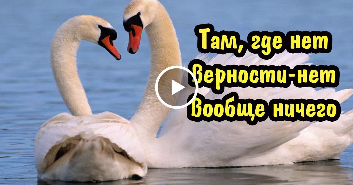 Учитесь верности верности. Любовь и верность. Открытки о преданности. Верность картинки. Лебединая любовь и верность.