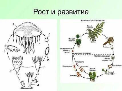 Из споры мха развивается гаметофит