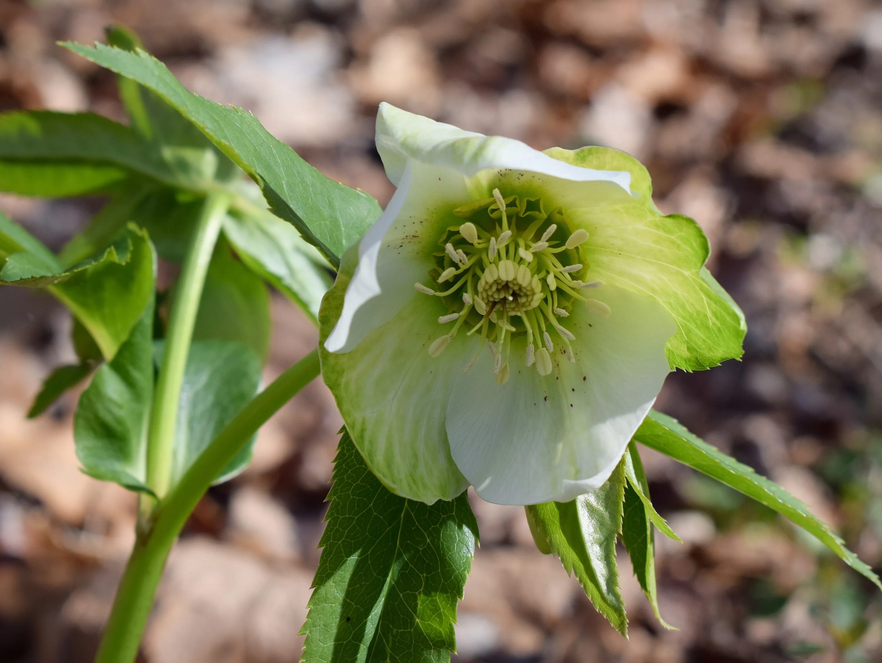 Морозник (helleborus) кавказский. Зимовник морозник кавказский. Зимовник отзывы. Морозник геллеборус. Первоцвет морозник кавказский.