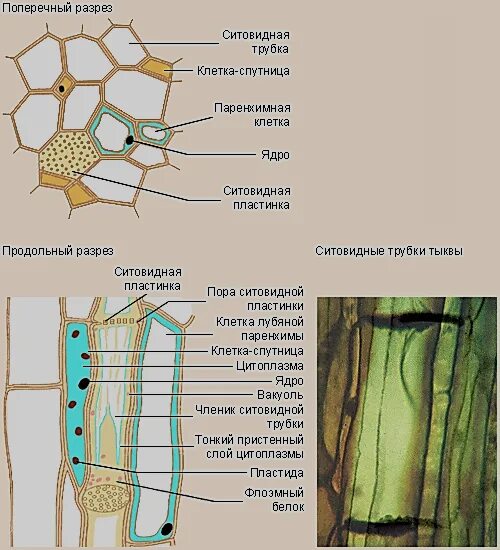 Анатомия растений флоэма. Проводящая ткань растений ситовидные трубки. Ксилема и флоэма это ткани. Проводящие элементы флоэмы – ситовидные трубки. Признаки характерные для клеток флоэмы