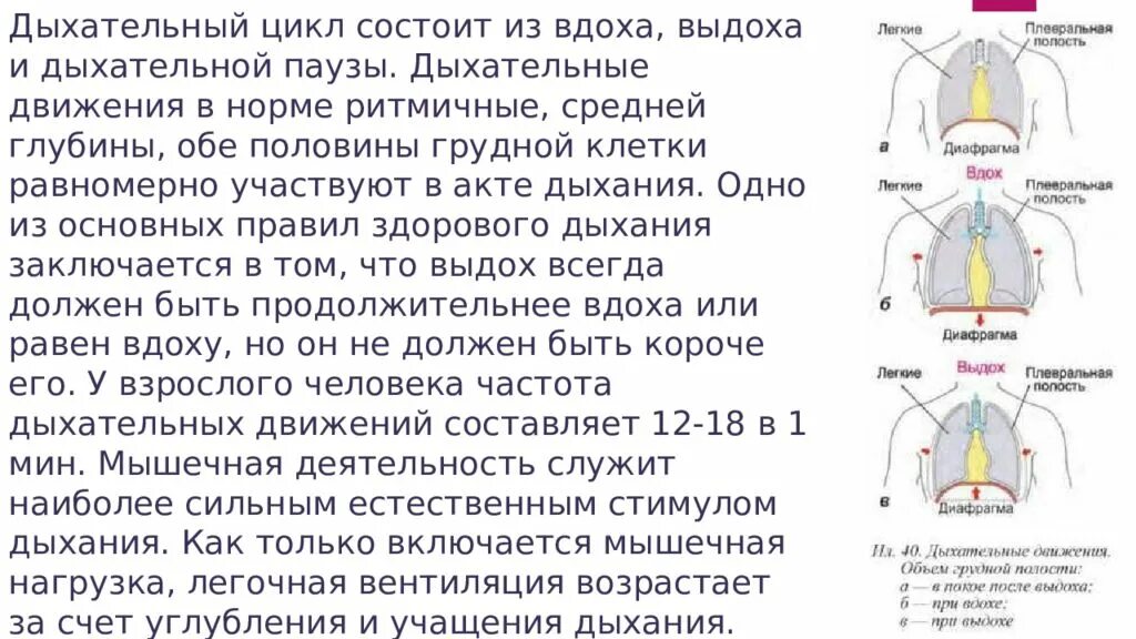 Почему изменилось дыхание. Изменение дыхания. Дыхательный цикл состоит из вдоха,. Правильное дыхание. Дыхательная диафрагма.