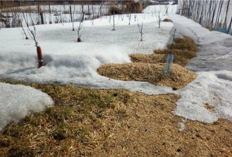 Можно ли мульчировать под зиму. Мульчирование опилками. мульчирование на зиму. мульча для огорода. мульчирование стружкой и опилками.