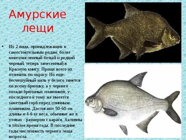 Сколько видов лещей. Белый амурский лещ. сообщение о рыбе лещ. рыба семейства лещей. черный амурский лещ.