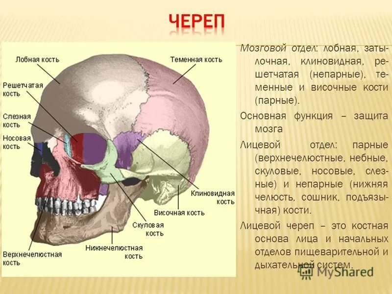 Кости лицевого черепа парные и непарные. Парные кости мозгового отдела. кости мозгового отдела черепа. клиновидная кость лицевой или мозговой отдел. кости мозгового отдела черепа человека таблица.