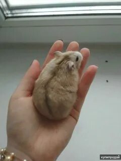 Джунгарские хомяки цвета