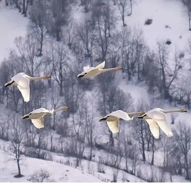 пуховые перья. белое перо. с перьями. серый гусиный пух. снежинки в воздухе.