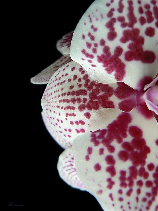 Орхидеи в крап. Фаленопсис папайя. Орхидея phalaenopsis. Орхидея фаленопсис албуфейра. Фаленопсис cristella.