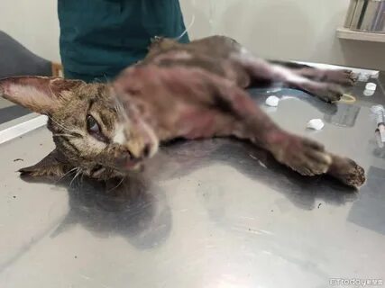 台 中 驚 見 浪 貓 遭 熱 油 燙 死.連"蛋 蛋 都 融 化" 全 身 近 9 成 灼 傷 亡.