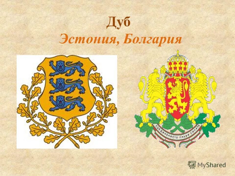 Страны на гербах которых изображены растения. Цветы на гербах разных стран. гербы с растениями разных стран. гербы с изображением растений.