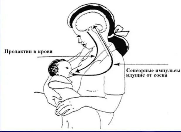 Пролактин молоко. Рефлекс пролактина и окситоцина. Стимуляция выработки пролактина. Проявления рефлекса пролактина. Лактация стимуляция лактации.