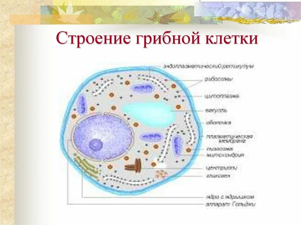 Царство грибы строение грибной клетки. Строение грибной клетки ЕГЭ биология. Строение клетки гриба 5 класс биология. Грибная клетка строение и функции. Есть ли ядро у грибов