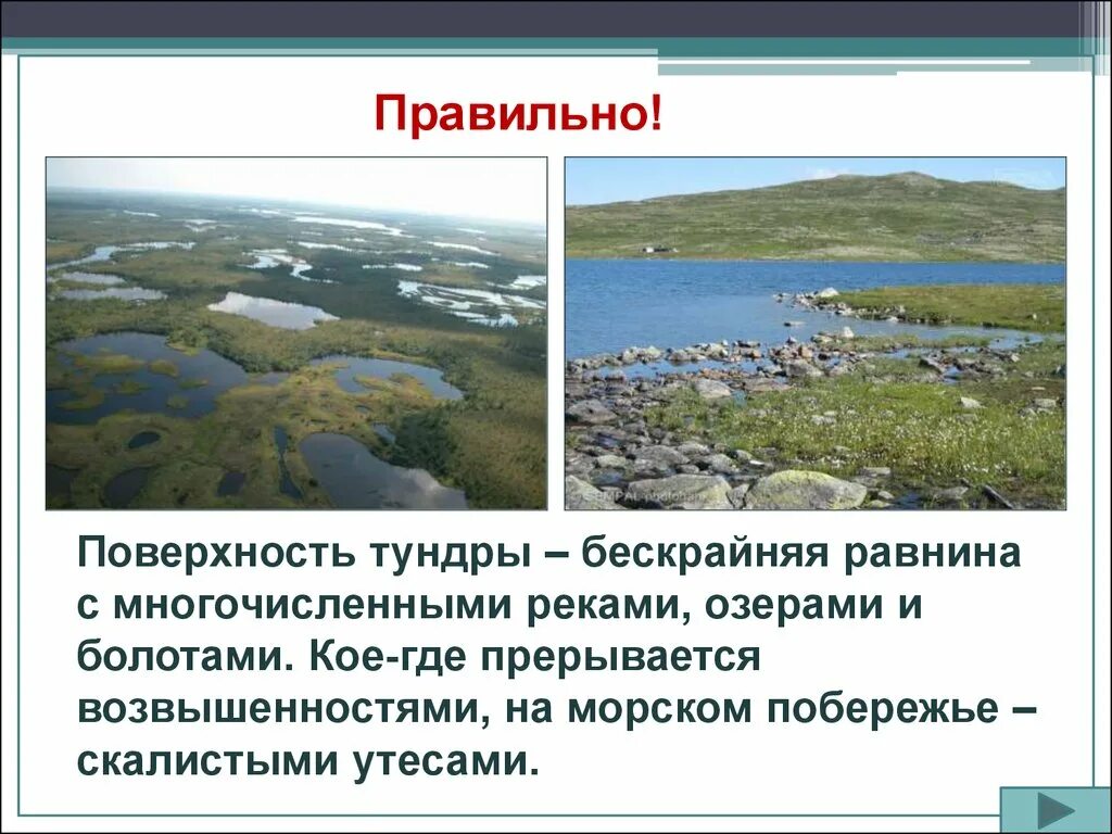 Окружающий мир зона тундра. Тундра природная зона 4 класс. Природная зона тундра 4 класс окружающий мир. Природные зоны России зона тундры 4 класс. Природные зоны России 4 класс тундра презентация.