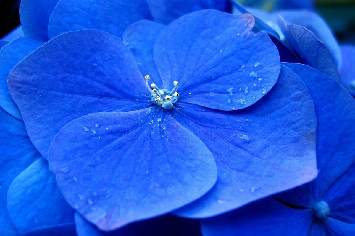 1 часть синий. Блуе Фловер. Голубые цветы. Голубой цвет. Синий цвет.