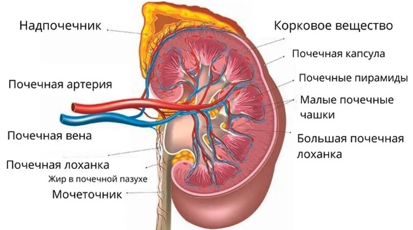 Местоположение почек в организме. Расположение почек. Строение человека почки расположение.