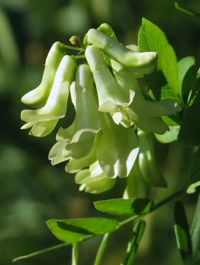 Plant wiki. Vicia pisiformis. Чина гороховидная. Вика гороховидная. Горошек гороховидный.