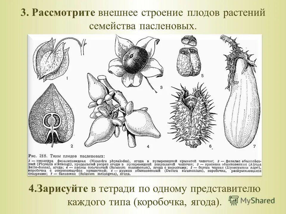 Каждый вид. Строение плода растения. Строение плода ягода. Строение плодов растений. Внешнее строение плода растения.