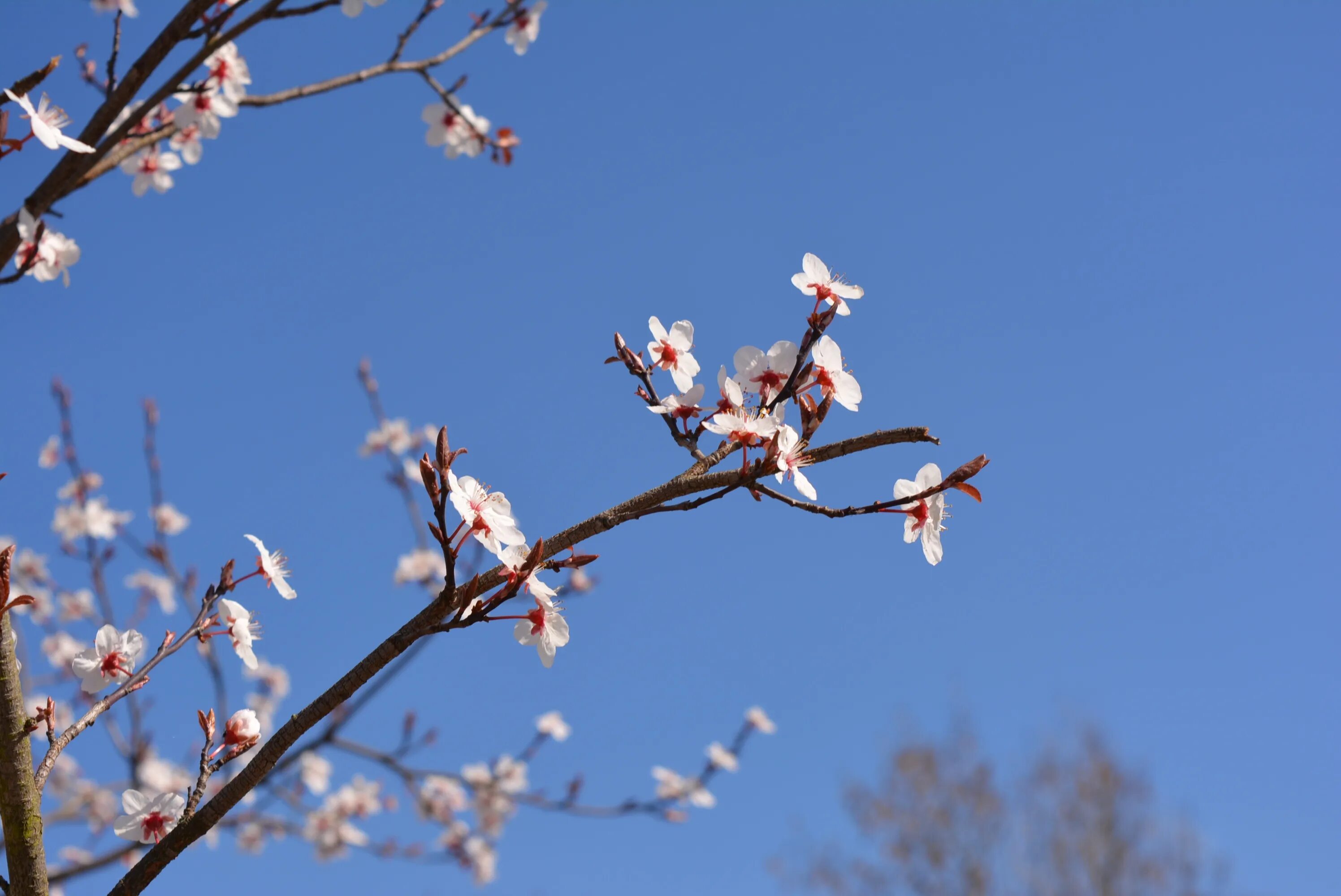 Цветочки весной растут песня. Весеннее небо.