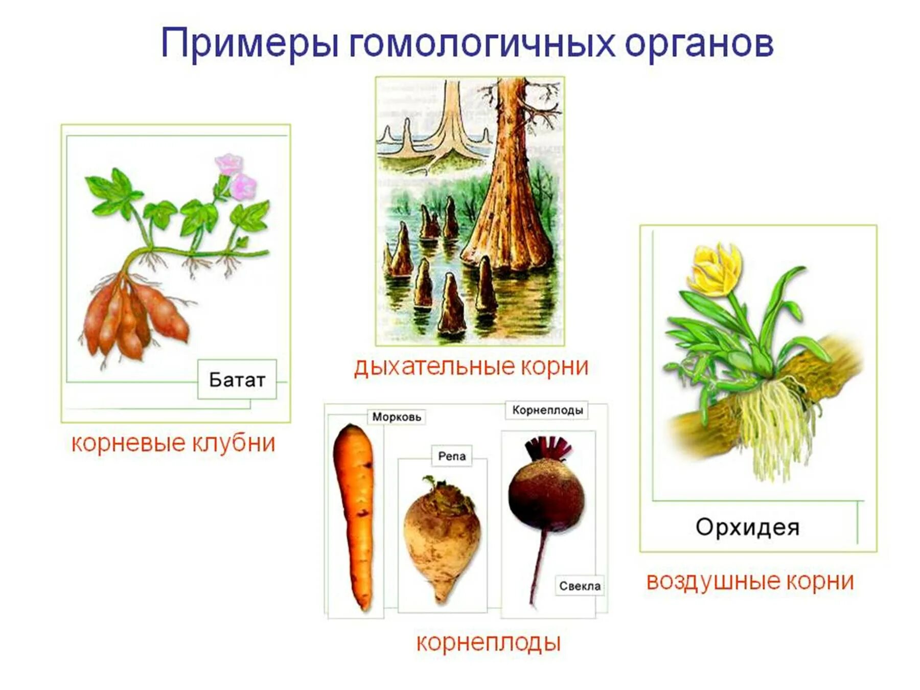 Строение аналогичных органов примеры. Гомологичные органы растений примеры. примеры гомологичных органов у животных. гомологичные и аналогичные органы растений и животных. аналогичные и гомологичные органы растений.