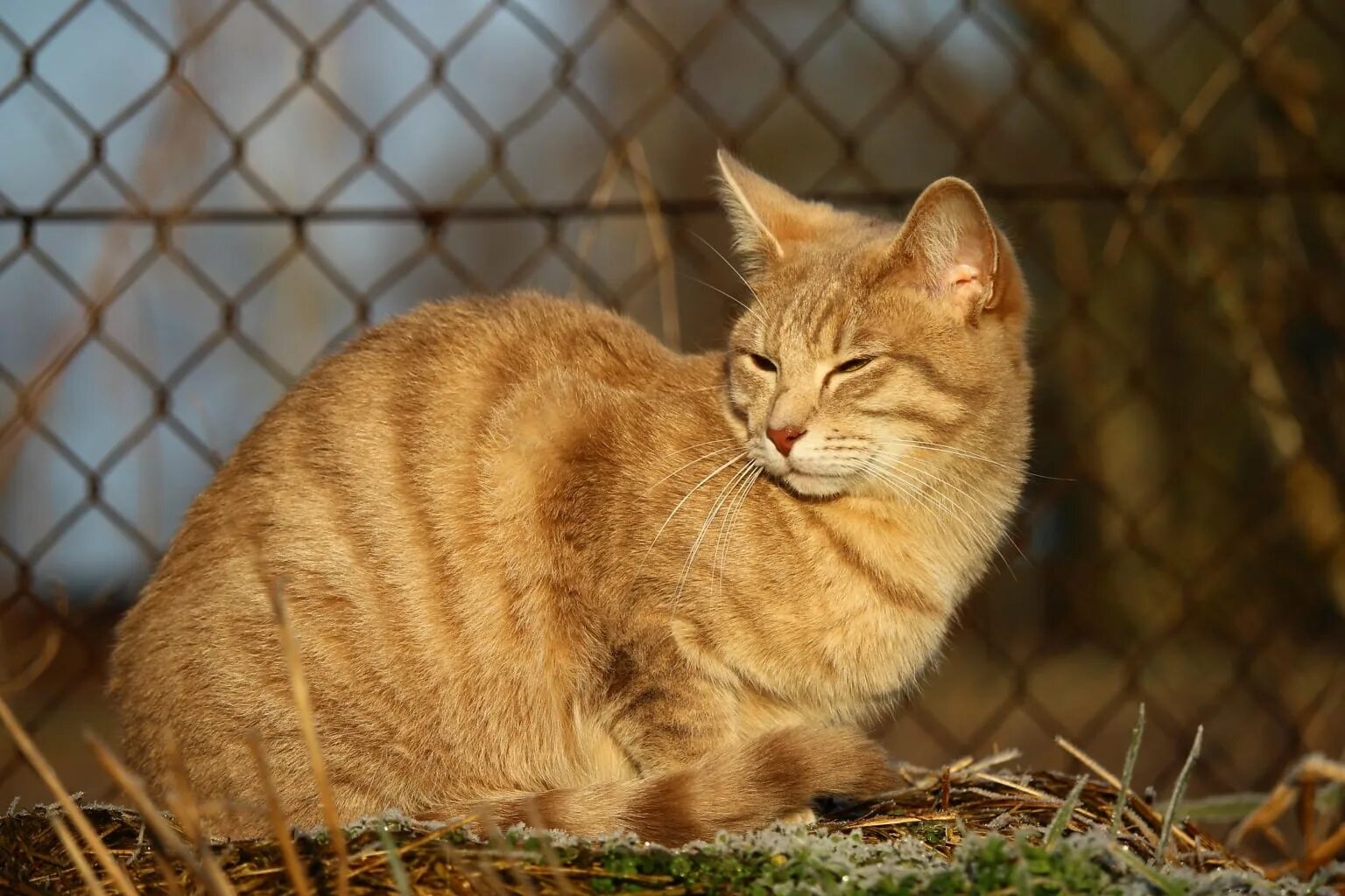 Кошечка желтая. Азиатская табби кошка рыжая. Азиатская табби рыжая. Бразильская короткошерстная кошка рыжая. Макрелевый табби рыжий.
