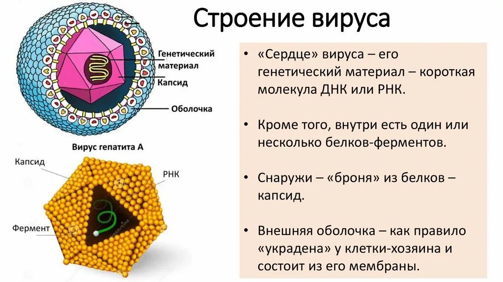 3 строение вируса. Строение 5 вирусов. Оболочные вирусы строение. Структура вирусов простая схема. Схема строения вирусов и типы.