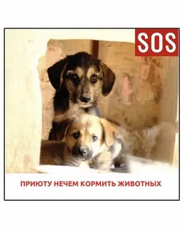 Кормить нечем