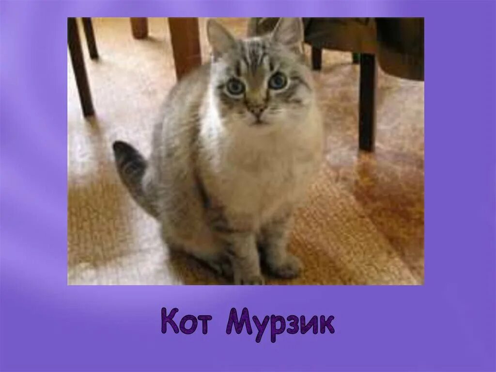 Мурзик любит играть. Мурзик. Котенок Мурзик. Мурзик Мурзик кот. Кот кот Мурзик.