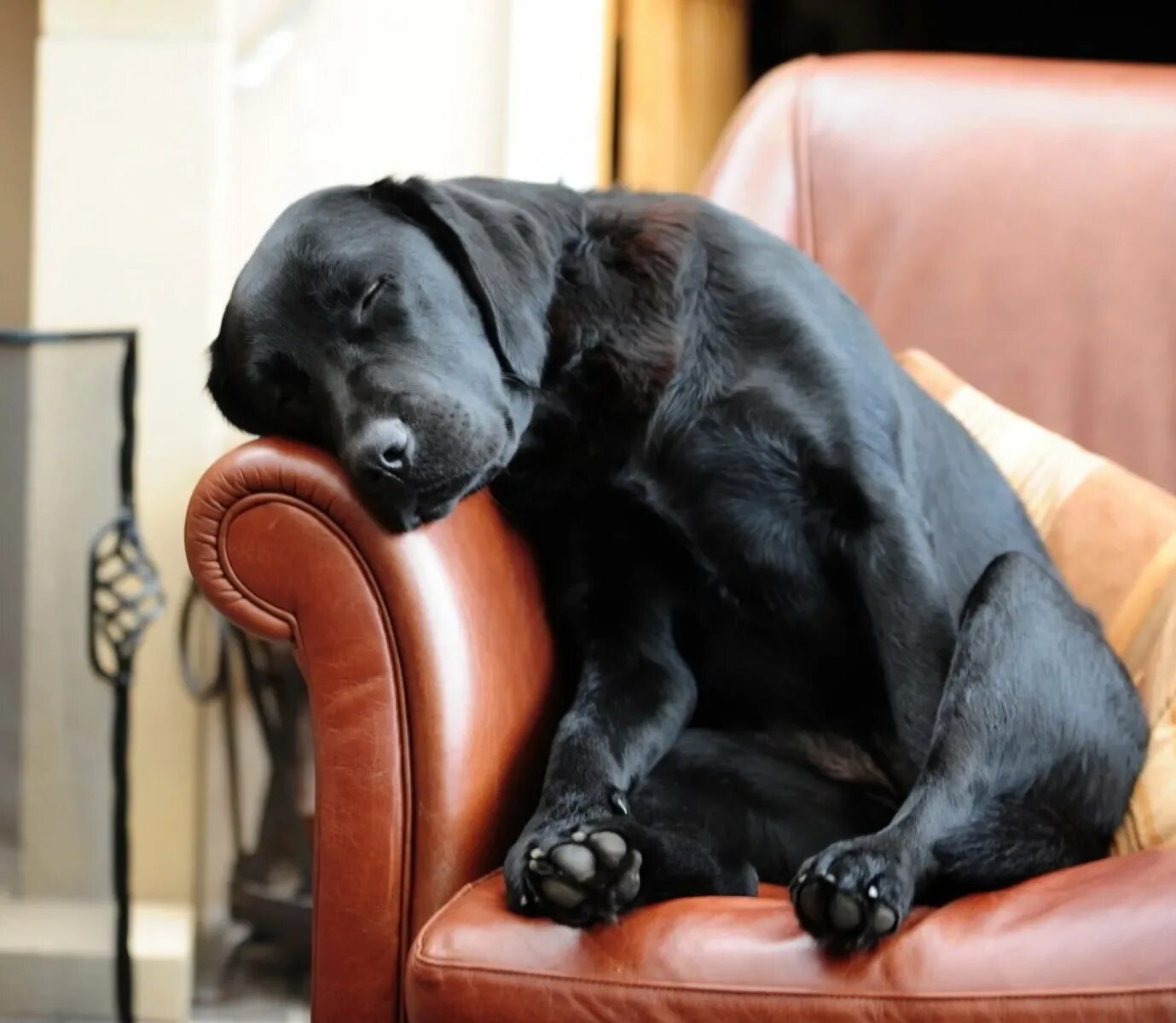 К чему снится большая добрая черная собака. Лабрадор Конни. Черный лабрадор Конни. Лабрадор шотландец. Породы лабрадоров Конни.