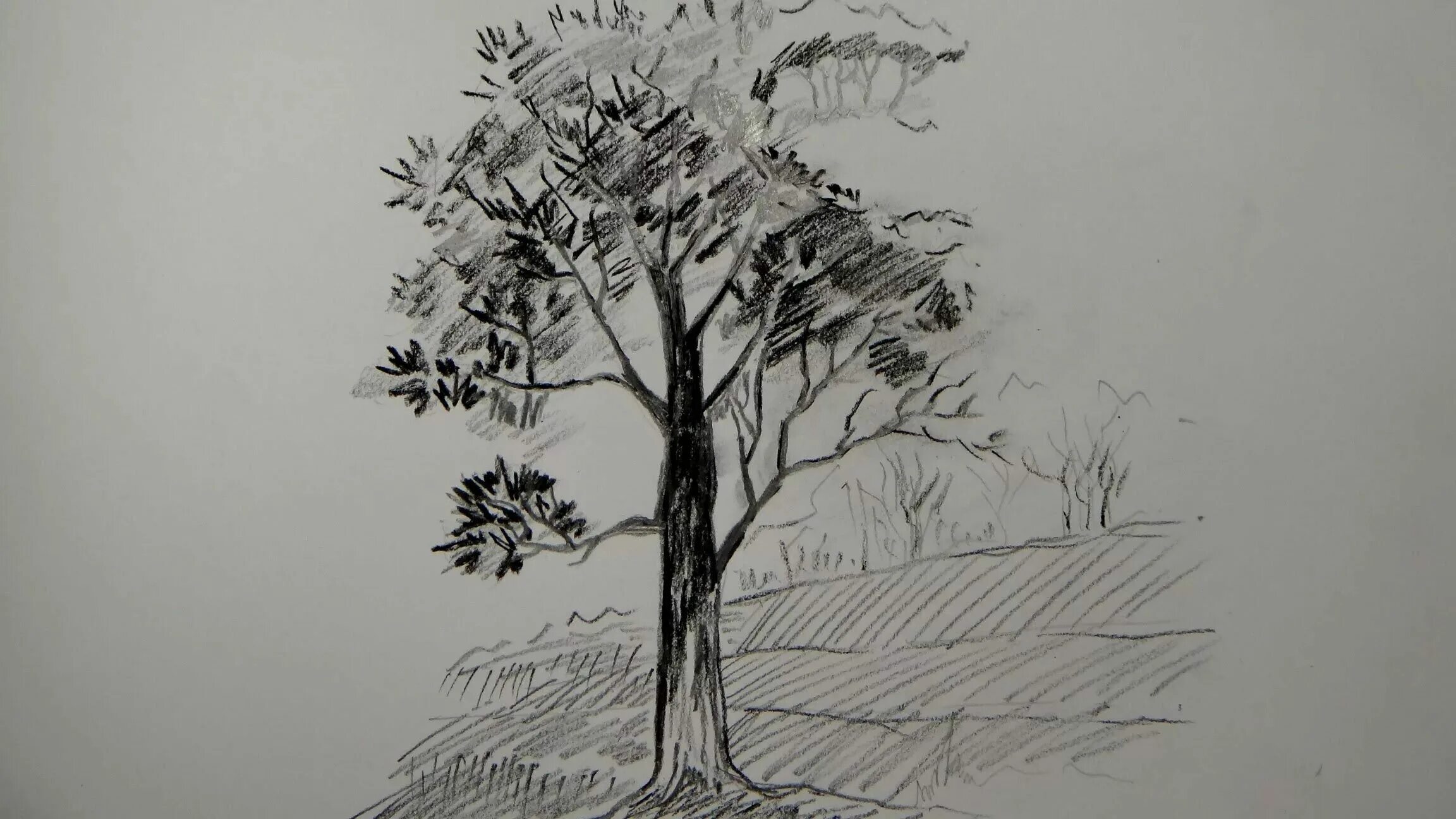 Зарисовки деревьев. Дерево карандашом. Дерево рисунок карандашом. Графические зарисовки деревьев.