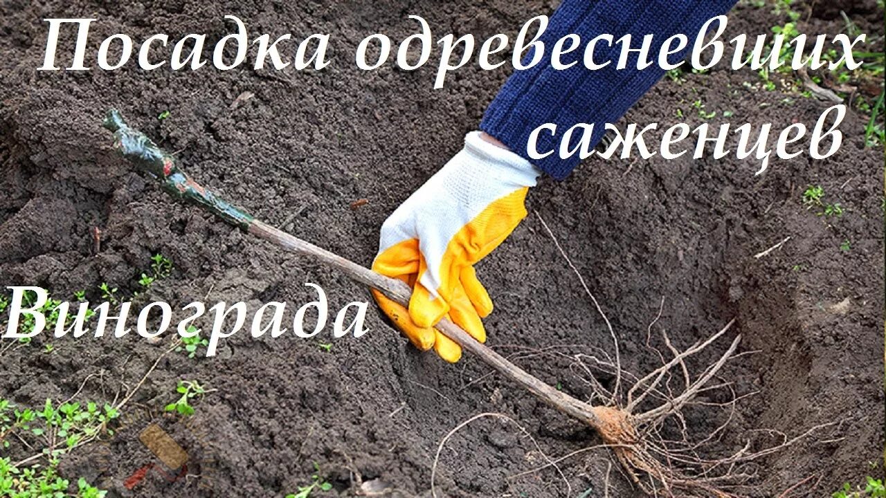 Пересадка осенью или весной. Пересадить розу на другое место весной. Саженцы деревьев. Саженцы деревьев с открытой корневой. Пересадка осенью или весной.