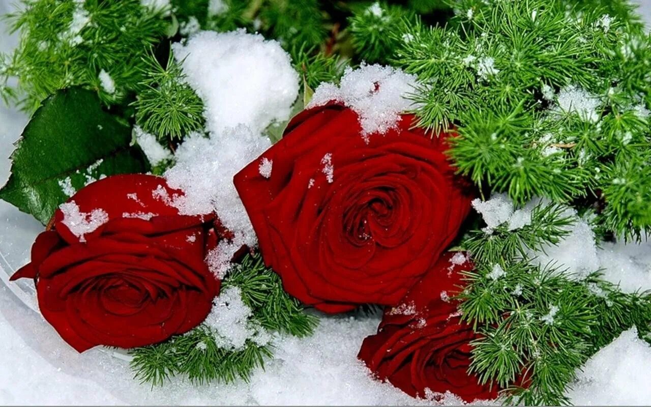 С днем рождения женщине зимнее. Зимний букет цветов. Цветы в снегу. Красивые зимние цветы. Букет цветов на снегу.