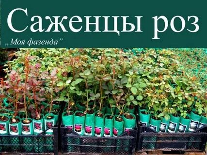Саженцы цветов барнаул