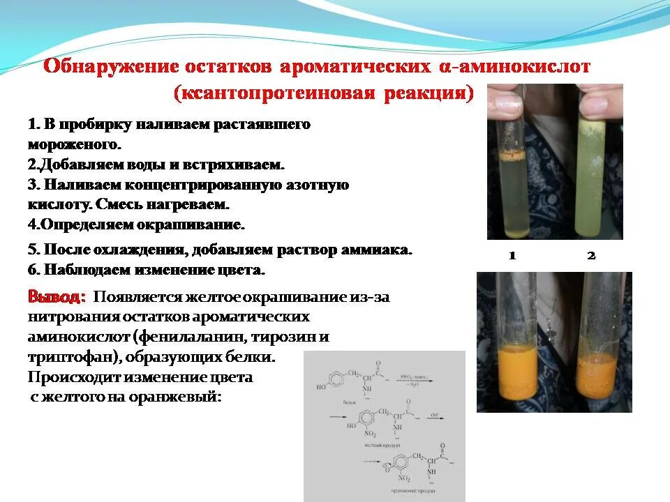 Ксантопротеиновая реакция ксантопротеиновая реакция. Обнаружение ароматических аминокислот. Ксантопротеиновая реакция на ароматические аминокислоты. Качественная реакция ксантопротеиновая.