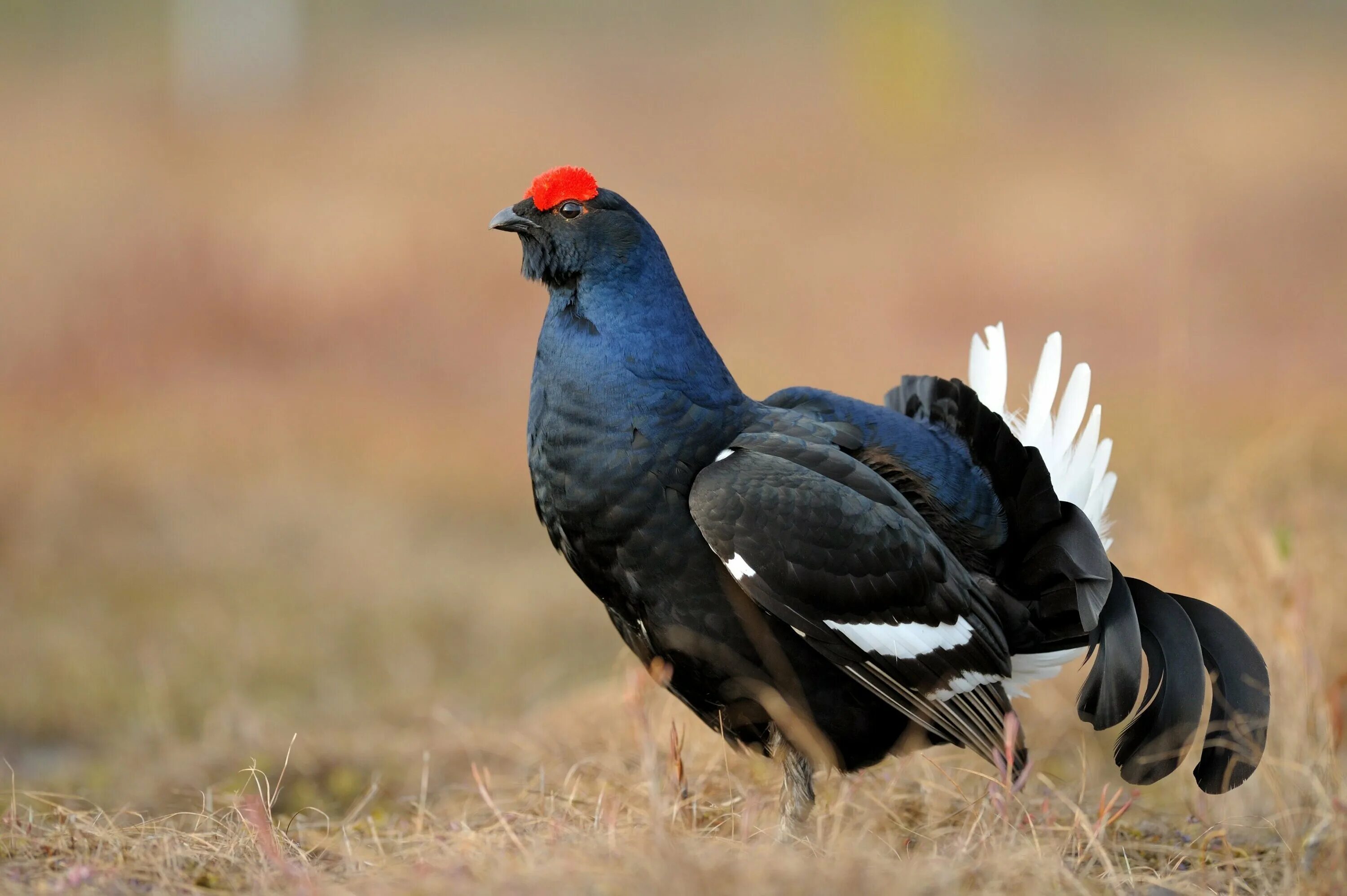 Тетерев косач на току. Полевой тетерев. Тетеря это. Тетерев обыкновенный. Тетерев косач птица.