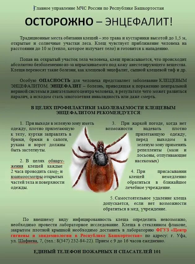 Какие симптомы при укусе энцефалитного клеща