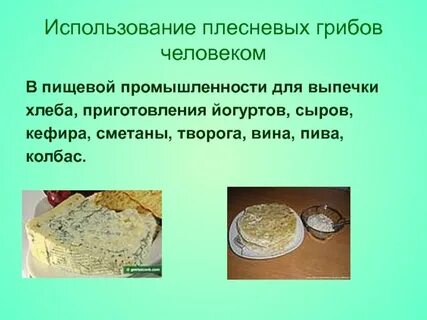 Плесневые грибы человек использует в выпечке хлеба