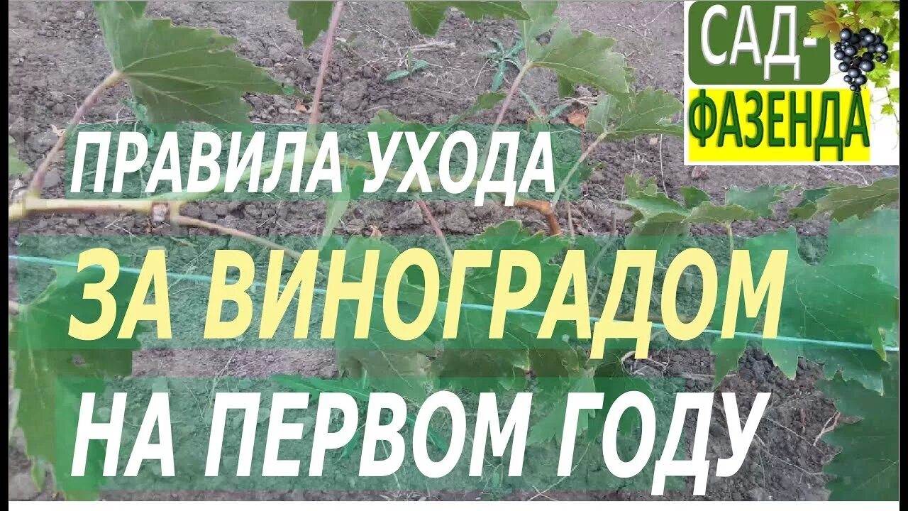 Обрезка куста винограда. Виноград в первый год посадки. Уход за виноградом первого года. Уход за виноградом первого года. Формировка винограда летом.