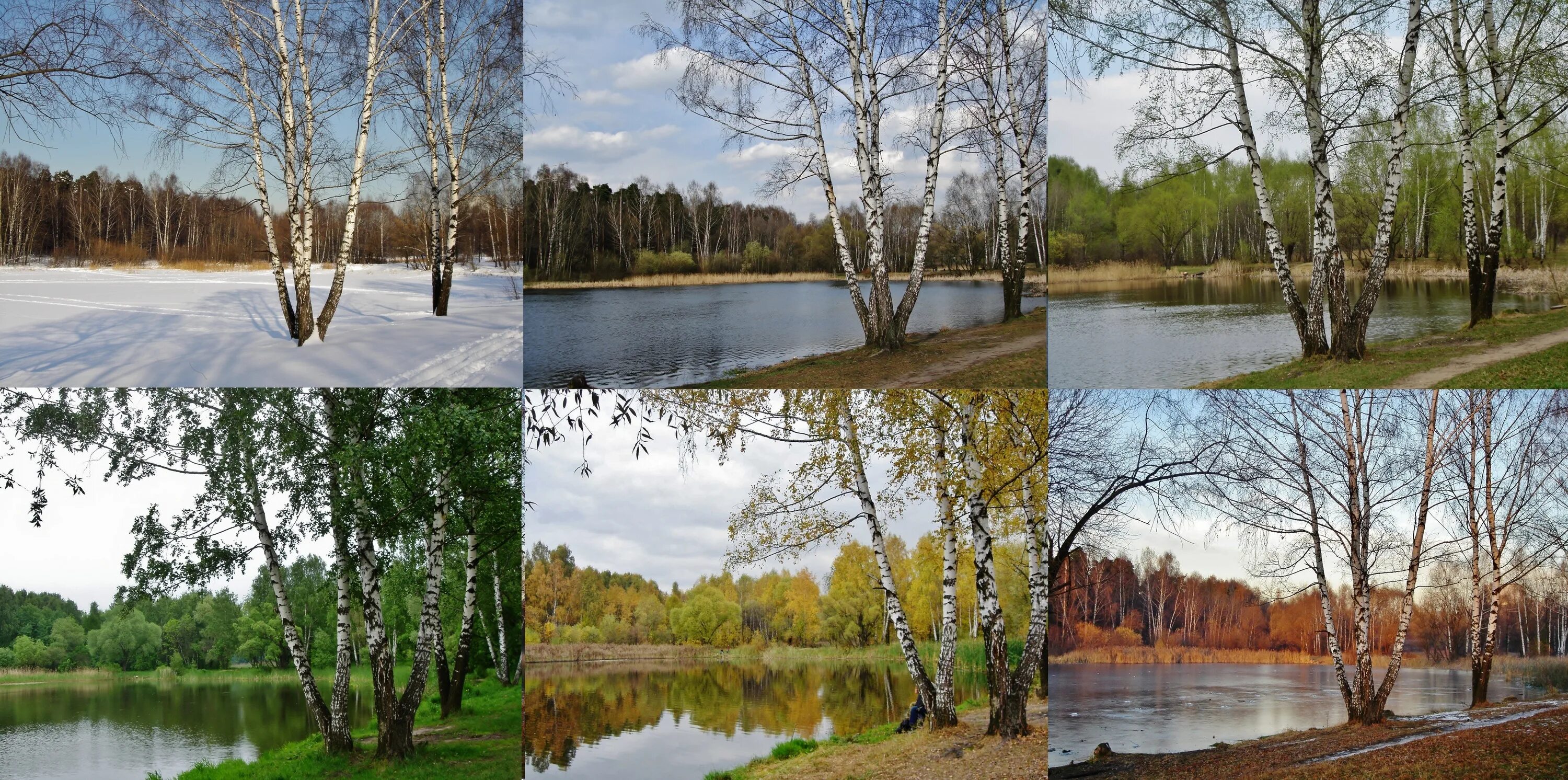 Именно в эту пору года. Пейзаж по временам года. Пейзаж в Разное время года. Один пейзаж в разные времена года. Береза летом и осенью.