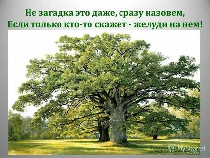 Дерево стояло на опушке леса