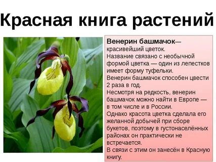 Растение из красной книги россии фото и описание доставка цветов судак