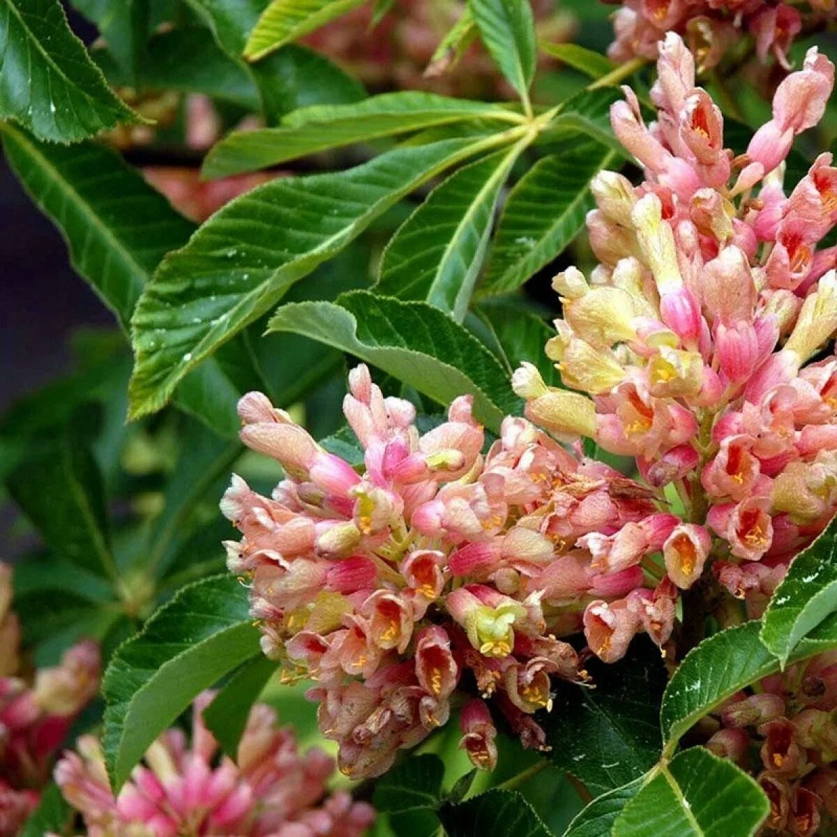 Aesculus Pavia Koehnei. Каштан Павия. Карликовый каштан. Каштановые предложения